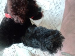 poodle radio main_06